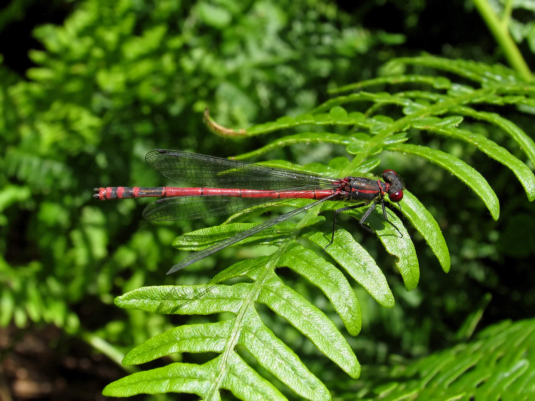 Mature Male Large Red Damselfly by David Kitching